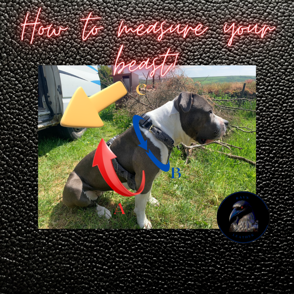 How to measure your dog for a harness