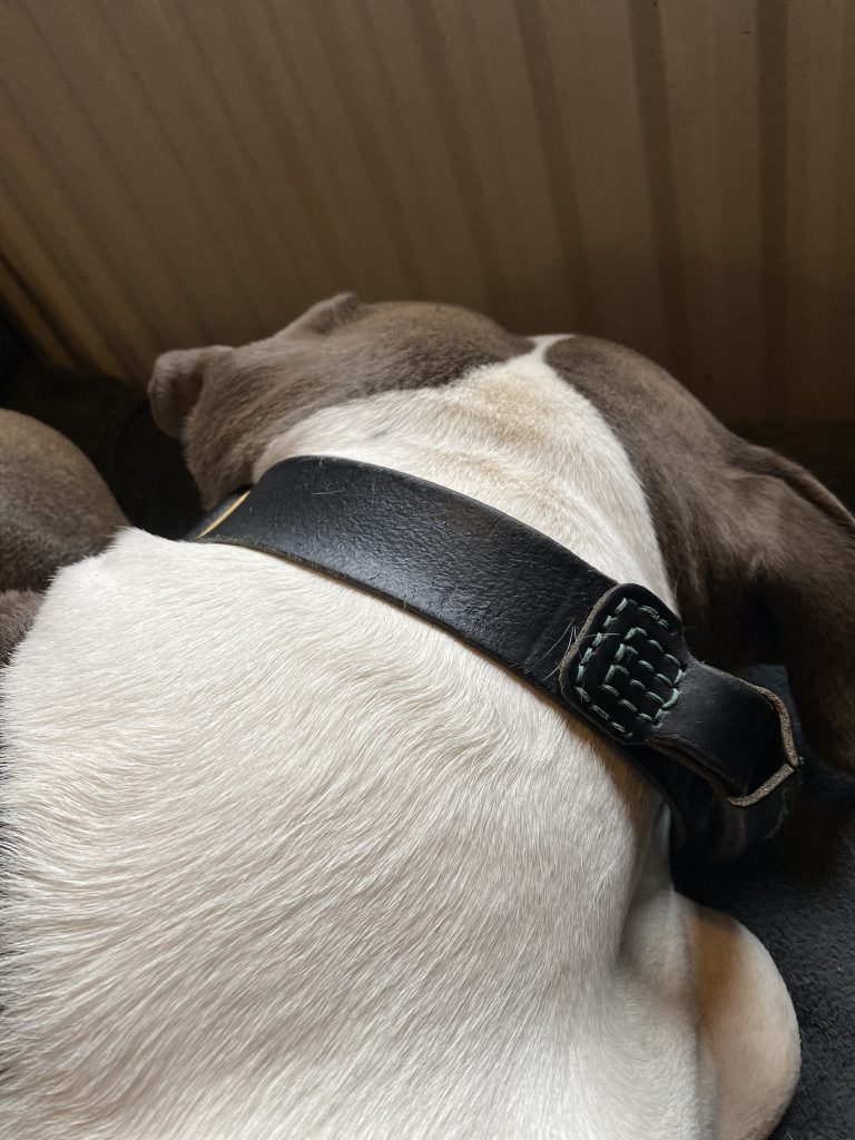 2 year old black split collar