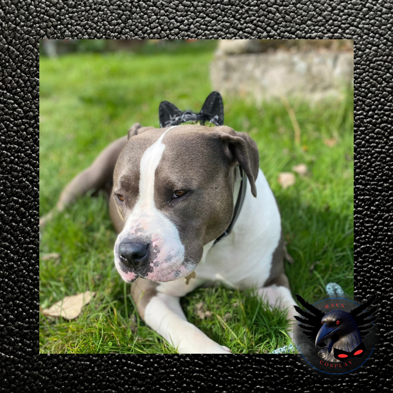 Blue and white XL Americsn Bully laid on the grass wearing the cat ears on her neck Blue and white XL Americsn Bully laid on the grass wearing the cat ears on her neck